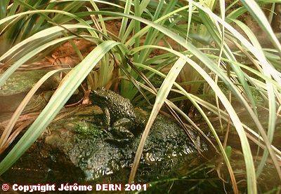 Grenouille