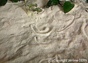 Traces laisses par les mlanoides sur un sol de sable fin